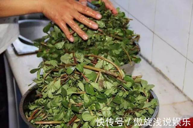 长寿菜|小小马齿笕,功效可不少,五脏俱全的长寿菜,城里人想吃都难买