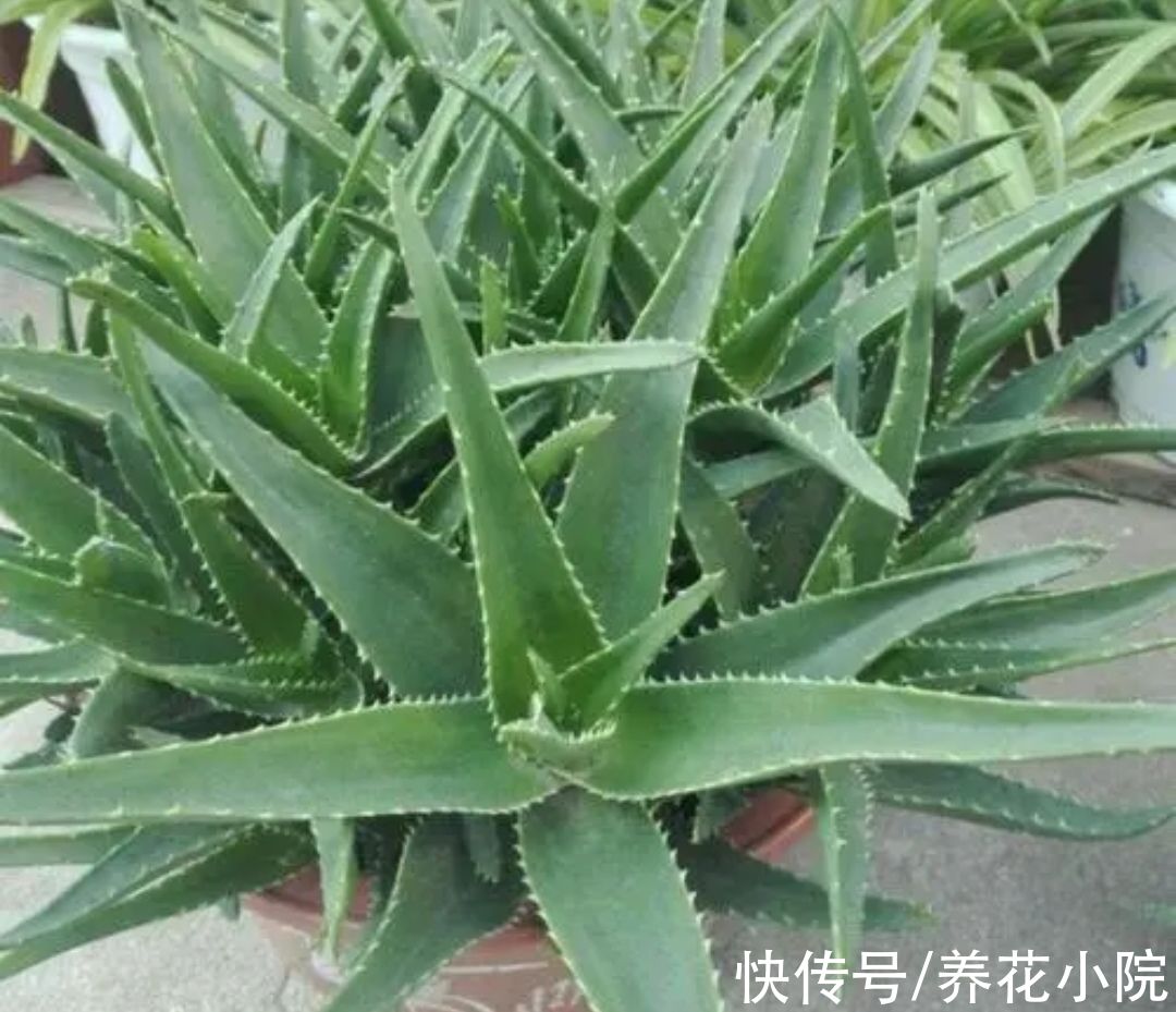 多肉植物|天冷6种花要“穷养”，少水少肥有利过冬，春天长得旺