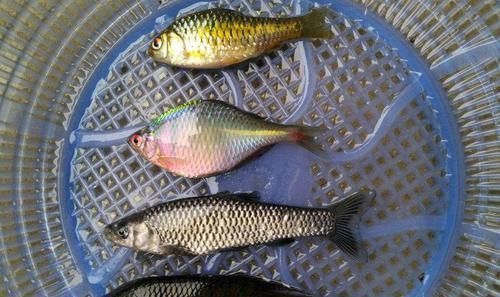 农村|农村儿时这种野生小鱼，有很多叫不出名字的鱼，你还记得多少