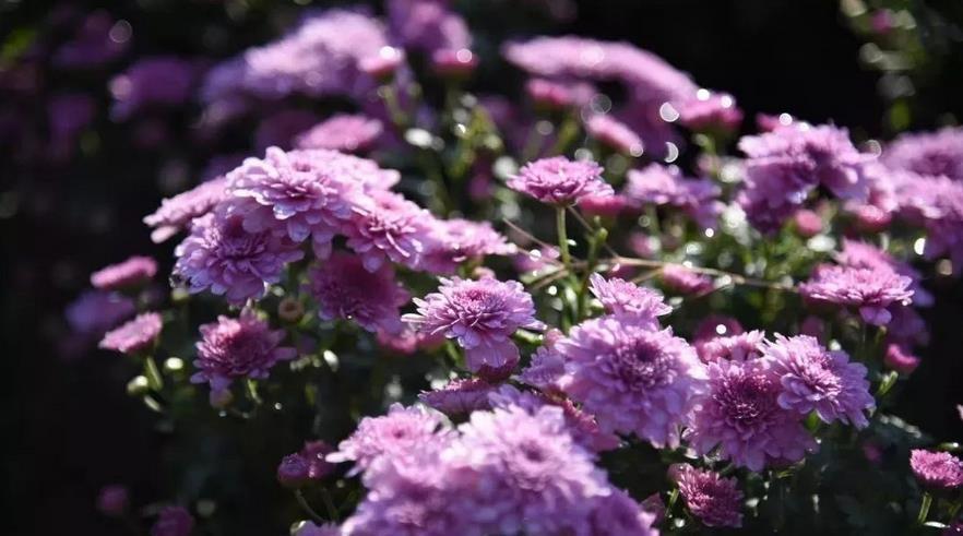 秋季|秋天养花,5买5不买,买错了浪费钱又闹心