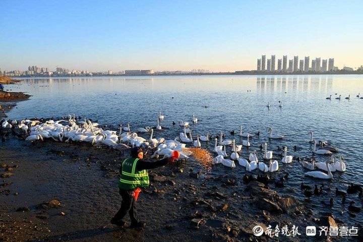 荣成市|大雪节气来临，荣成市区樱花湖上演天鹅之舞