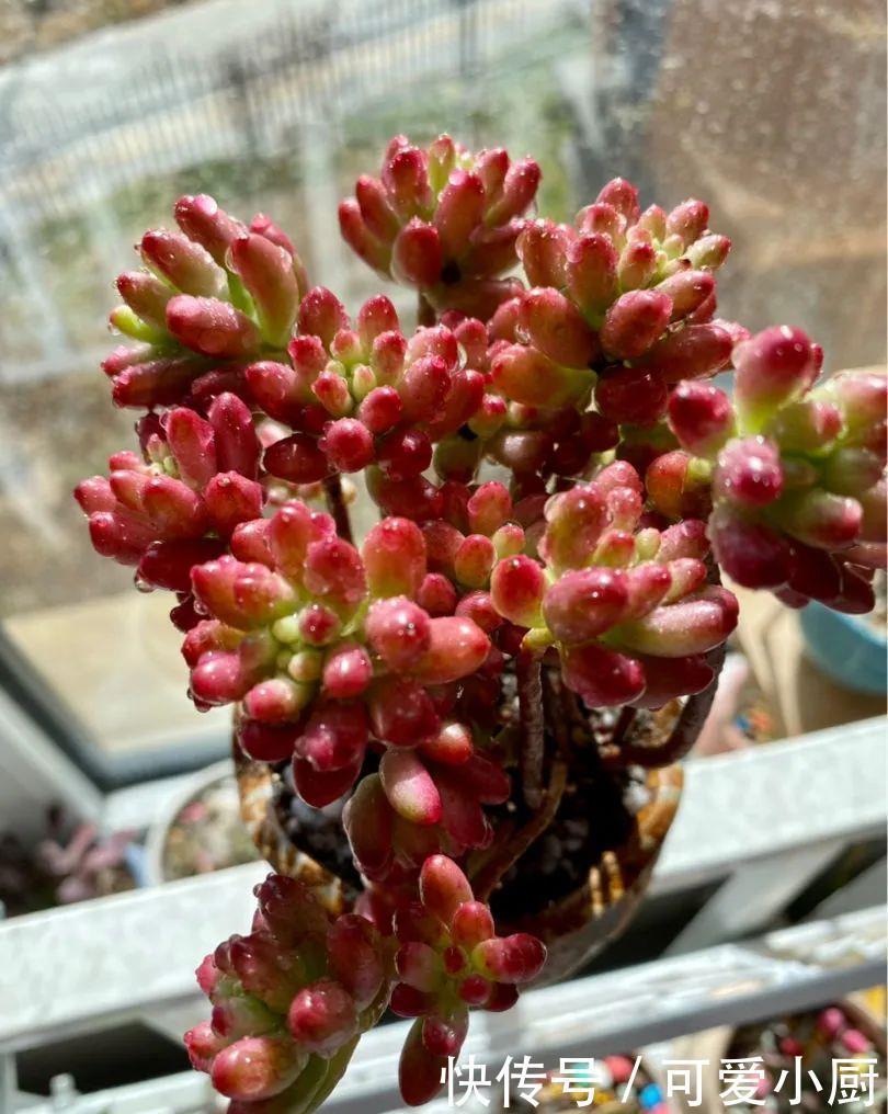 多肉盆栽植物:多肉品种太多了,简单分成6大类,看完再也养不死