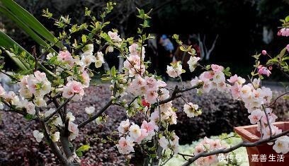 小小院子种棵“它”，一到冬天就开花，成小区里一道亮丽的风景！