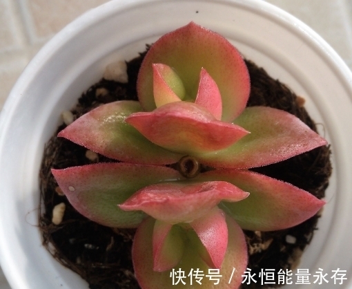 火祭繁殖生长记录,内有干货