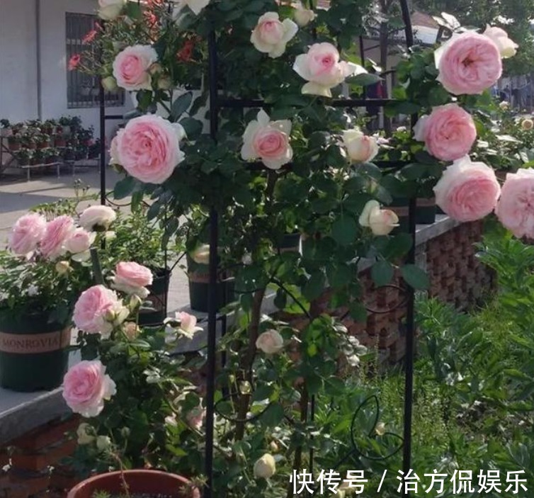 花卉盆栽|养藤本月季，牢记3点，猛长3米长，呼呼“爬满墙”，一片花海！