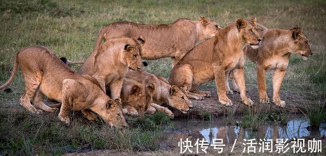 |动物搞笑照片的背后，是狮子的生存逻辑，和雄狮对流言蜚语的辩白