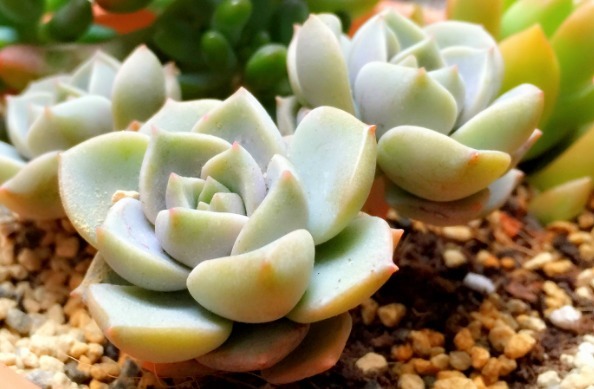 新手适合养什么植物，不妨看看这些多肉，漂亮又好养