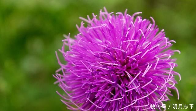 身体|这种“野花”采摘要带工具,摘下直接煮水喝,对人身体好