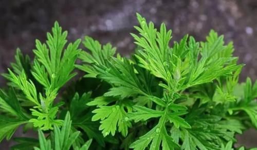 艾草的好处十分有名，好处都知道了，那么禁忌你知道多少呢？