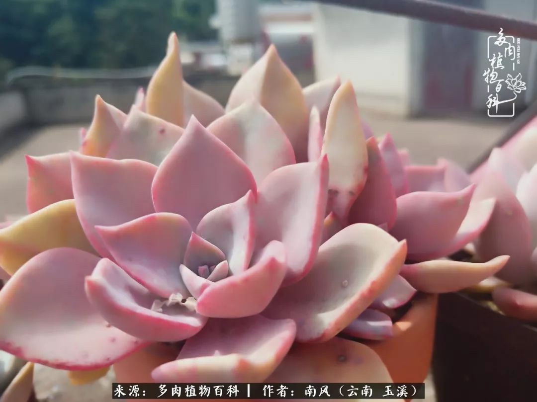 从小喜欢绿植,后来遇见多肉,情不知所起,那就再接再厉!