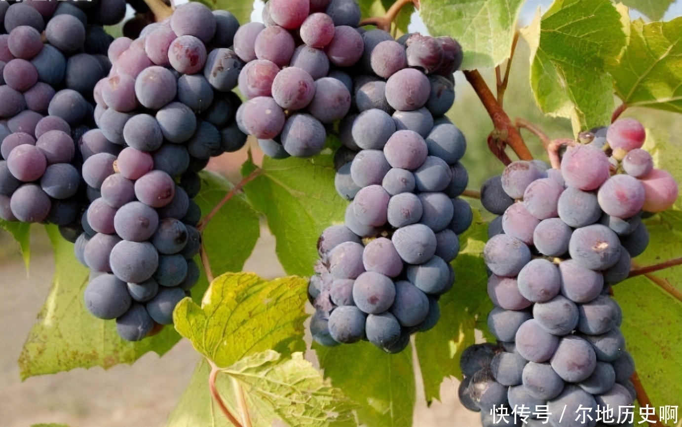 经常失眠怎么办睡前常吃3种食物,或许帮你缓解失眠