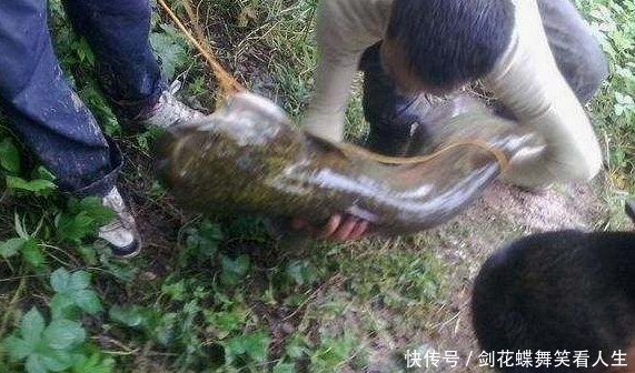农村一小伙钓鱼惊动水库老板,钓起来的鱼惊呆了所有人!