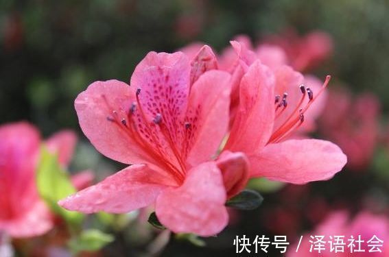 养花|养花养个花期长的,花大色艳胜玫瑰,四季开花不断,颜值超高的