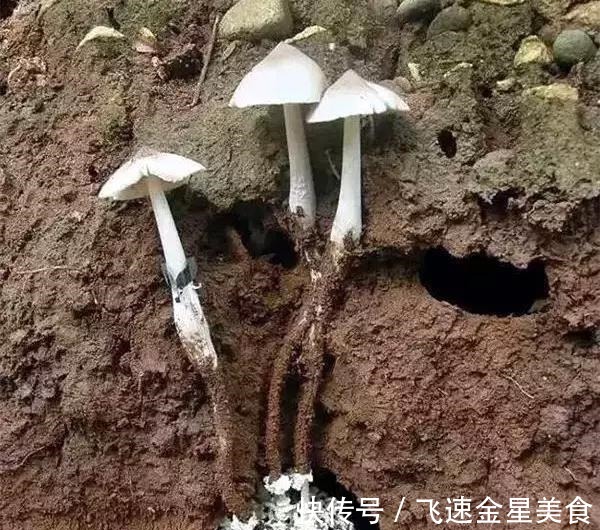 玉米|云南一玉米地长出几十窝鸡纵菌，什么环境适合鸡纵菌的生长呢！
