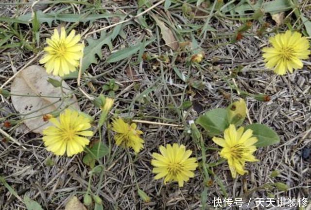 常用中草药手册|生长在路边、田边,人称“剪刀股”,以往被当成野草,如今不好买