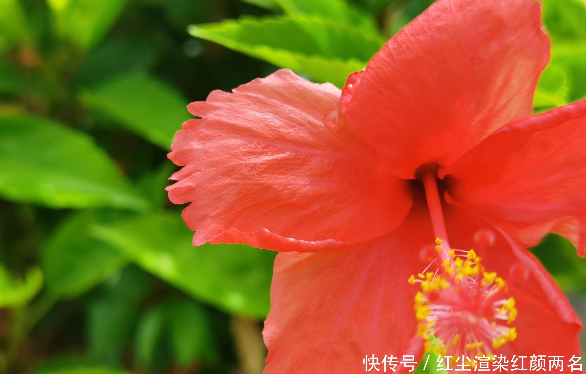 像素超|都是超大杯影像旗舰,vivo和华为到底谁更出色?