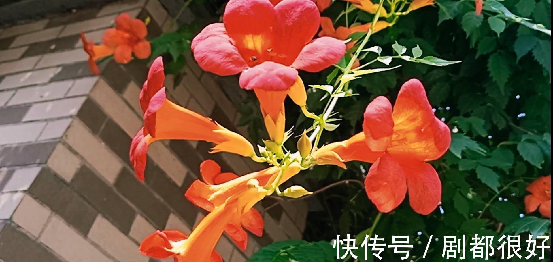 花友|公认好养的“三种花”，掰点枝叶埋到盆内，沿着墙攀成“花瀑布”