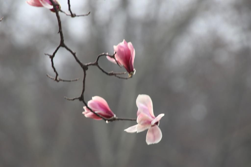 老年|南京连日春暖 雨花台宝华玉兰绽放