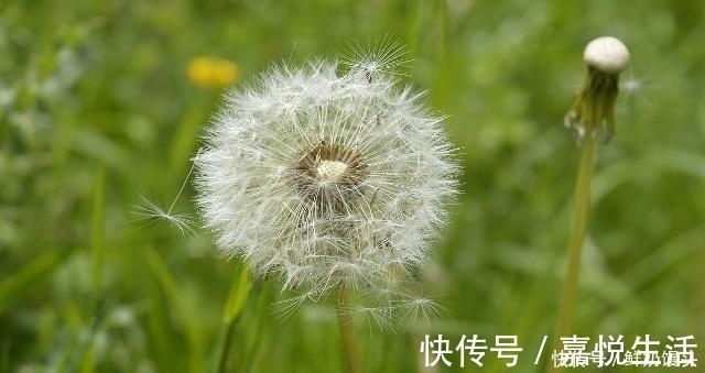 蒲公英|有糖尿病的人,若有这些表现,或许身体在慢慢好转,不妨自测!