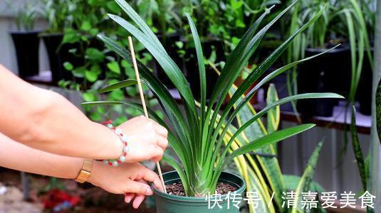 根系|养君子兰,死记硬背5个要点,啥问题也没有,叶子油绿过年满花箭
