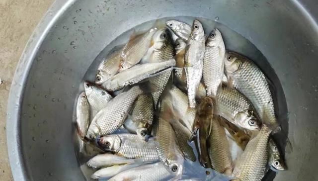 原来麝香红鲫还可以这样用,每次钓鱼别人都跑来问秘方