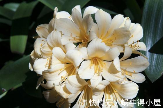 提高君子兰开花率的4种“宝贝”，第一种免费，第四种自己能制作