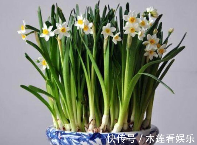 正月二十七，无论再穷家里都要摆上4种招财花，牛年旺福旺财