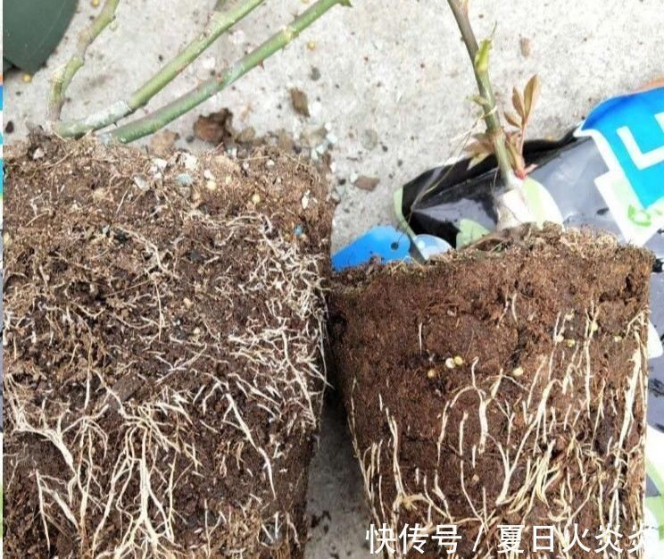 月季花移栽换盆,2个细节不能忽视,对植株生长非常有利