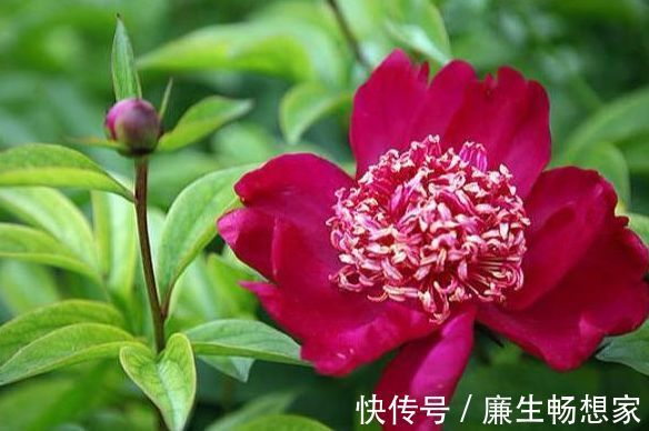 几种花很适合家里养,美艳又好养,寓意很吉祥,养一盆,芳香满屋