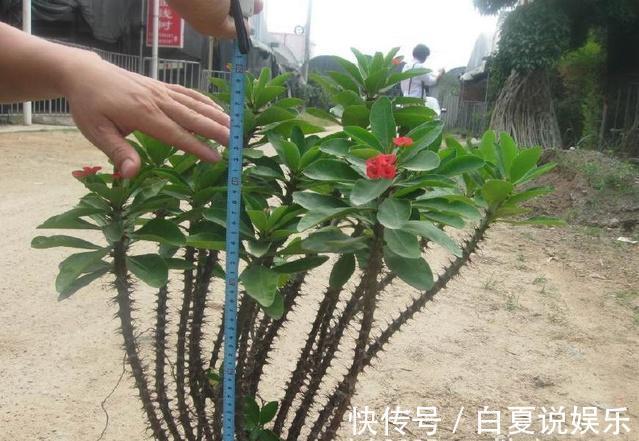 家里有小孩,那这6种花千万别买!养了后悔都来不及!