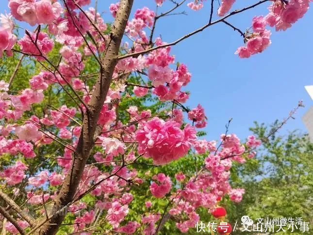 不用去日本！文山这里樱花烂漫！