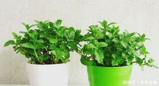 养护|卧室养花有讲究,6种适合摆在卧室的花草,晚上不争氧气!