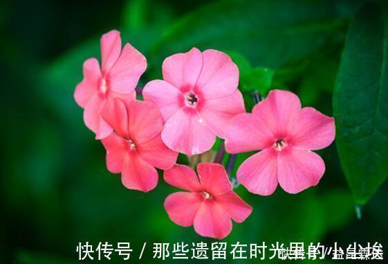 美人花|养花就养这几款,美观大方,叶色浓绿,花色绚烂丰富
