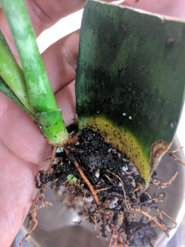 秋天养虎皮兰,盆里放一点它,叶肥厚苍翠,侧芽多,越长越旺盛