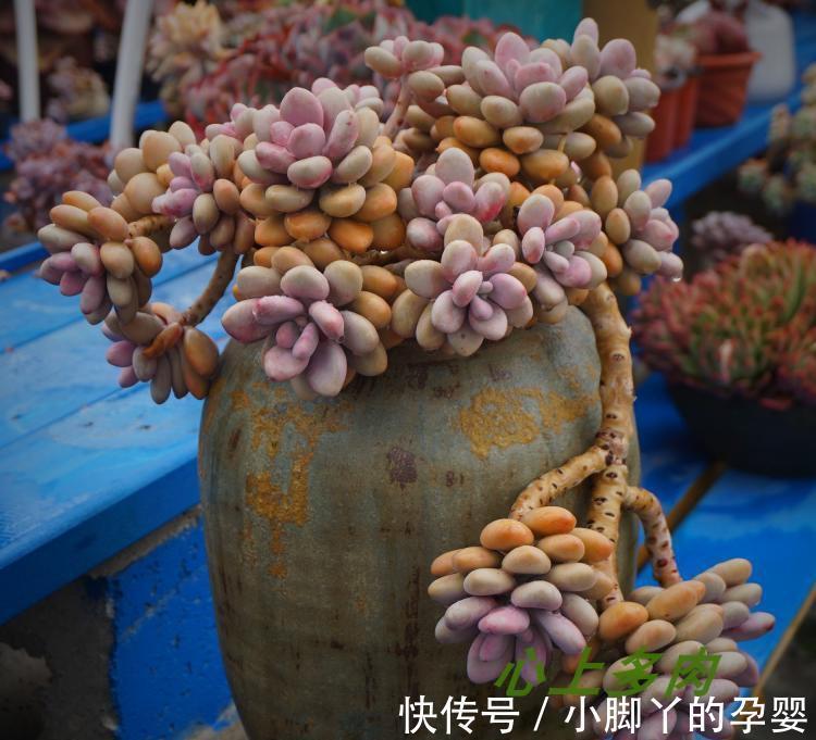 分享容易养成“老桩”的4种普货,初冬的肉肉又美又有韵味,爱了