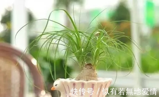 养花三到五天浇一水,你要这么做,那你的花就别想要了