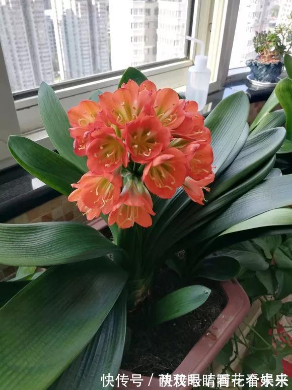 钾肥|君子兰长得太慢学几招,叶子猛长花开不断,美翻天!