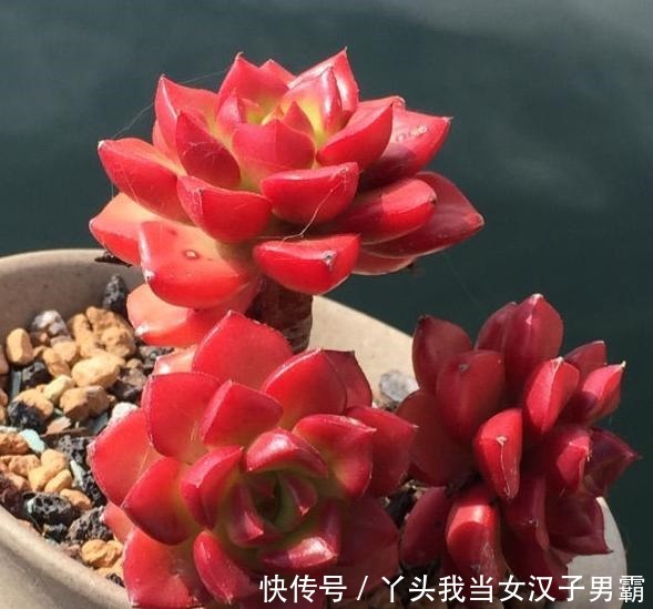 原来可以把蒂亚“虐”这么红,4点掌握了,你养的蒂亚一样红!