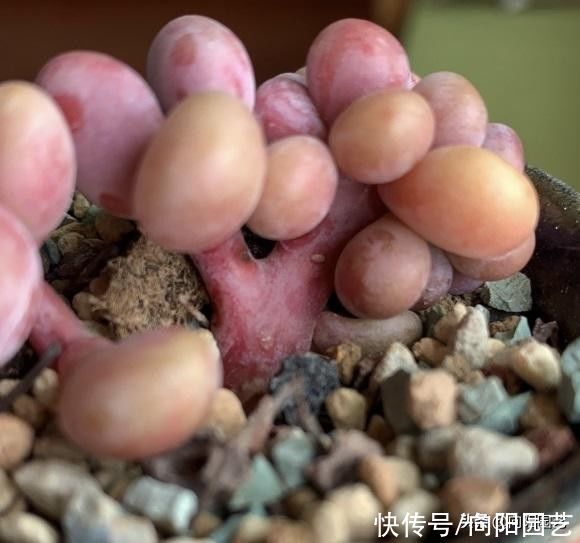 潮湿|何为“多肉开挂区”？开挂区养多肉，真的那么轻松？想多了