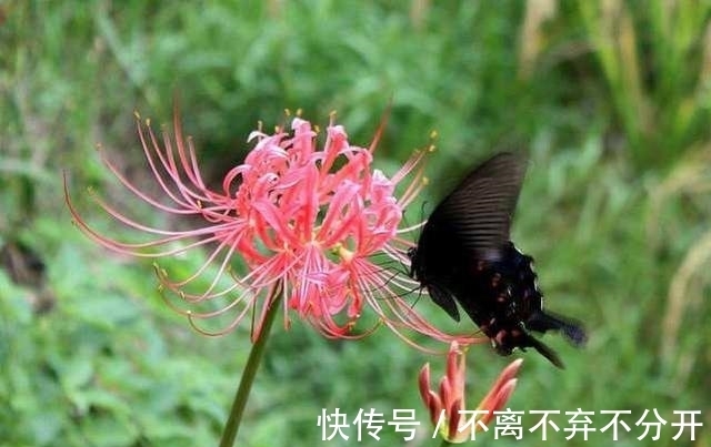 最有传奇意义的一种花草,它亦正亦邪,被称为邪恶与神圣的象征