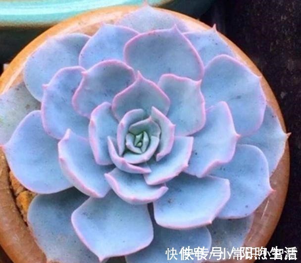 美靓多肉|女同学喜爱的8种“美靓多肉”,就是难养了点,看看你都养过没!