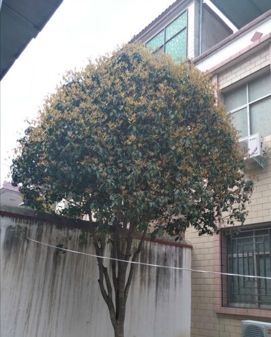 家里种“好树”,子孙一直富,6种“吉利树”,养得越久越吉利