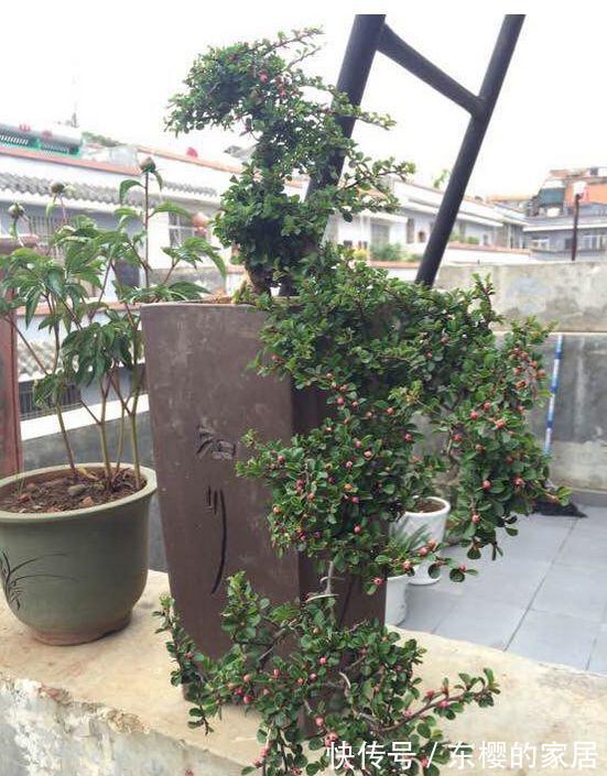 邻居捡到野货树桩,种盆里价值不菲,羡慕啊!