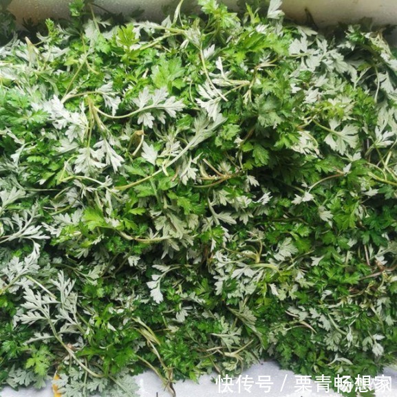 马齿苋|10种野菜辨别图，遇见了记得摘回家，再不摘点尝尝，下个月就老了