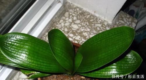 松土|养花浇水后,多注意此3点,轻松“躲避”积水烂根困扰