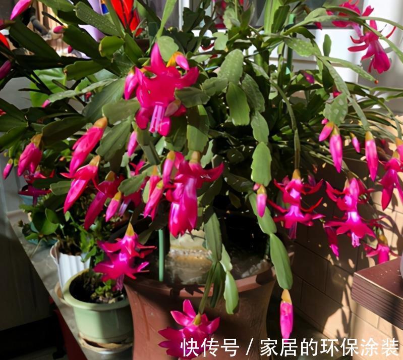 昼夜温差|8、9月养蟹爪兰，掌握住这2个小技巧，到了花期，花量翻倍