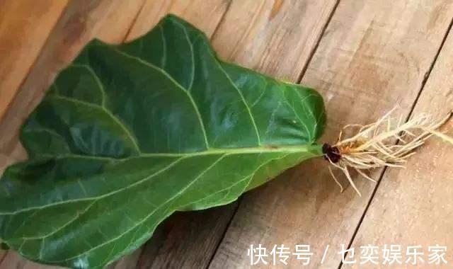 3种花“太值钱”，不用去买，将“枝叶”拿来扦插，在4月就生根