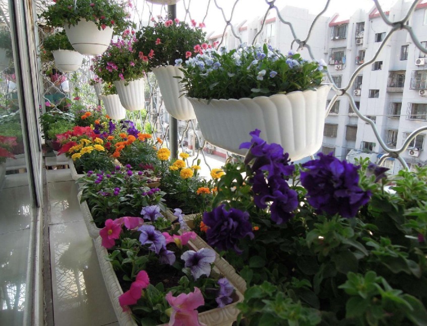 肥料|室内养花，弄错这3件事，植物长不好，主人爱生病