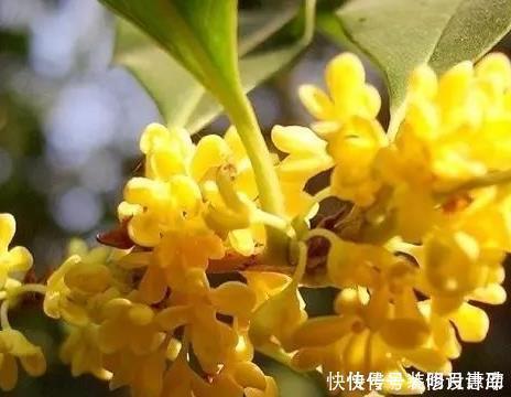 养花浇水时掺上它,虫子一个不留,省钱省事轻松开爆满盆