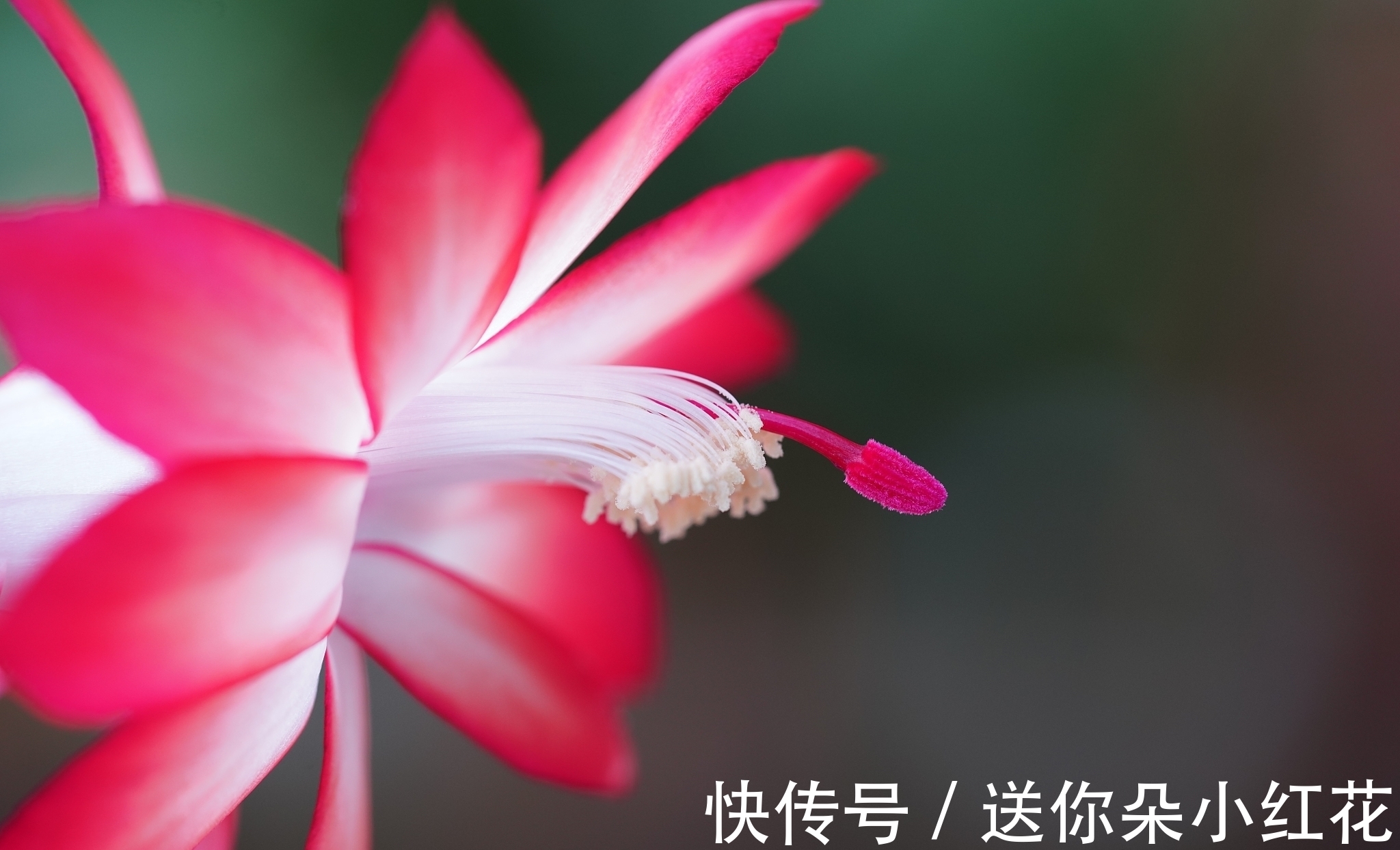 花草在精不在多!秋冬备齐这“3种”,每天都能有花欣赏